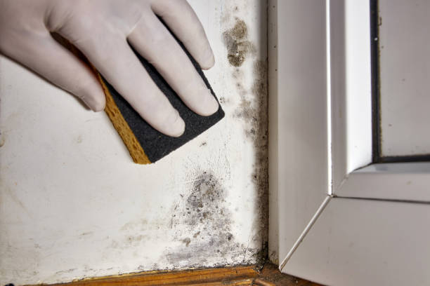 Best Environmental Consulting for Mold Prevention  in Powdersville, SC